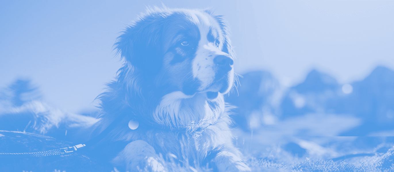 A Saint Bernard dog, with a curious expression, gazes intently at an unknown object, showcasing its inquisitive nature and attentive demeanor.