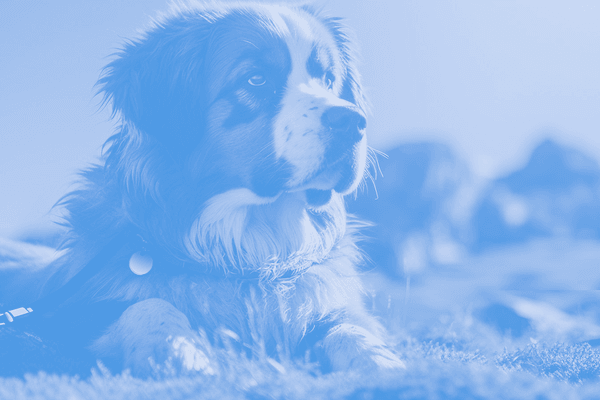 A Saint Bernard dog, with a curious expression, gazes intently at an unknown object, showcasing its inquisitive nature and attentive demeanor.