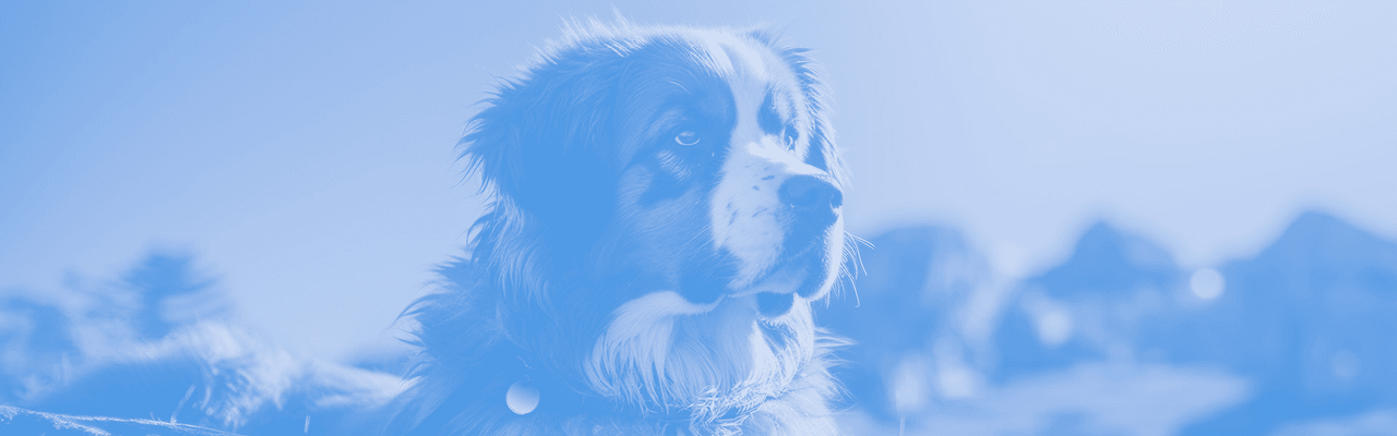 A Saint Bernard dog, with a curious expression, gazes intently at an unknown object, showcasing its inquisitive nature and attentive demeanor.