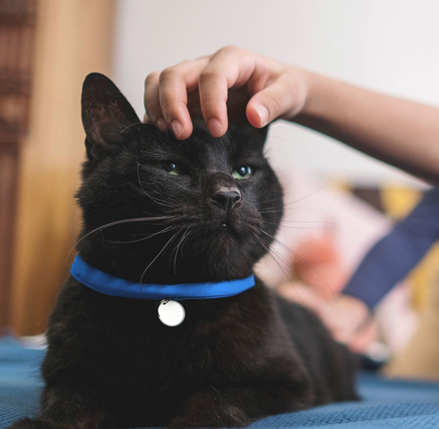 A black cat with a blue collar receiving affection from its owner.