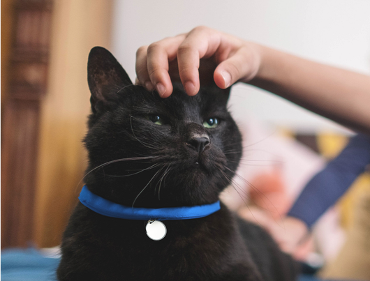 A black cat with a blue collar receiving affection from its owner.